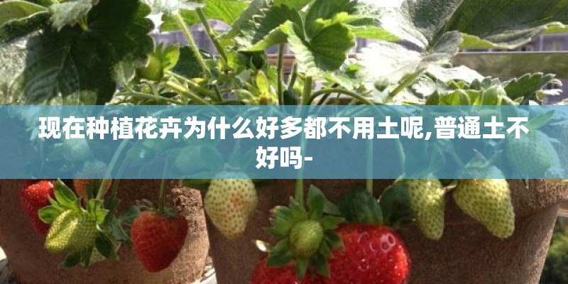 现在种植花卉为什么好多都不用土呢,普通土不好吗-