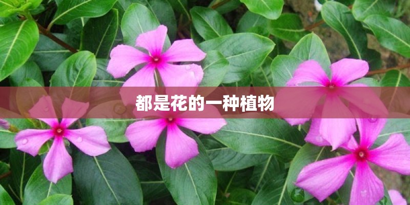 都是花的一种植物