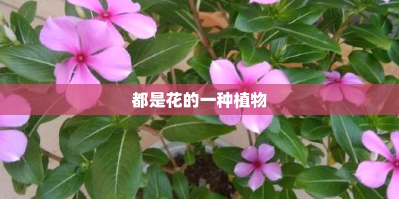 都是花的一种植物