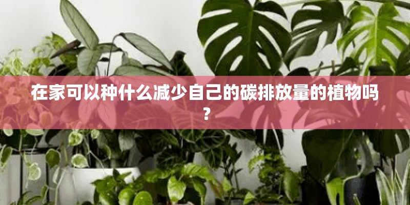 在家可以种什么减少自己的碳排放量的植物吗? 在家可以种什么减少自己的碳排放量的植物吗?