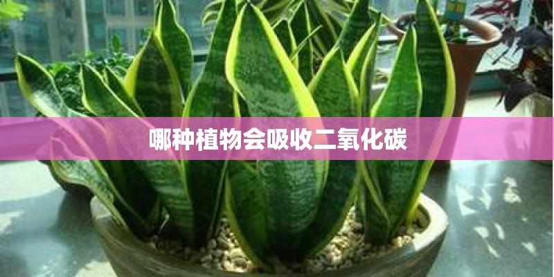 哪种植物会吸收二氧化碳