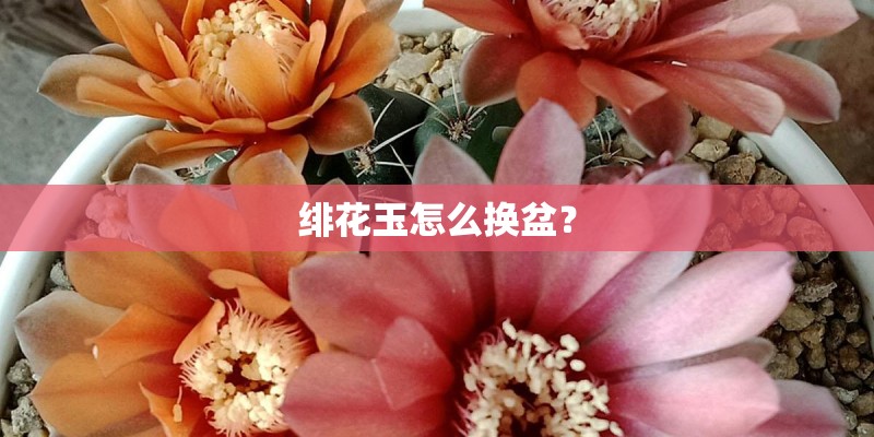 绯花玉怎么换盆? 绯花玉怎么换盆?