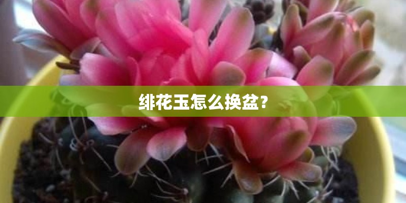 绯花玉怎么换盆? 绯花玉怎么换盆?