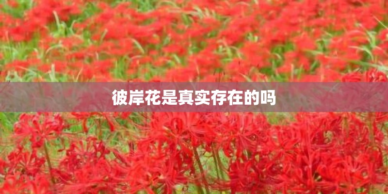 彼岸花是真实存在的吗