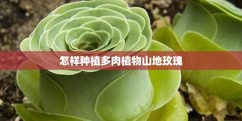 怎样种植多肉植物山地玫瑰 怎样种植多肉植物山地玫瑰