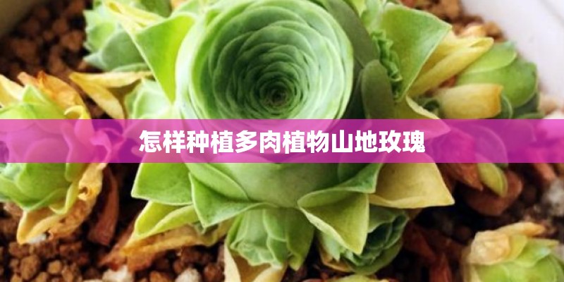 怎样种植多肉植物山地玫瑰 怎样种植多肉植物山地玫瑰