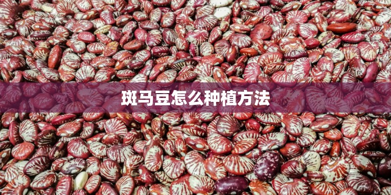斑马豆怎么种植方法 斑马豆怎么种植方法