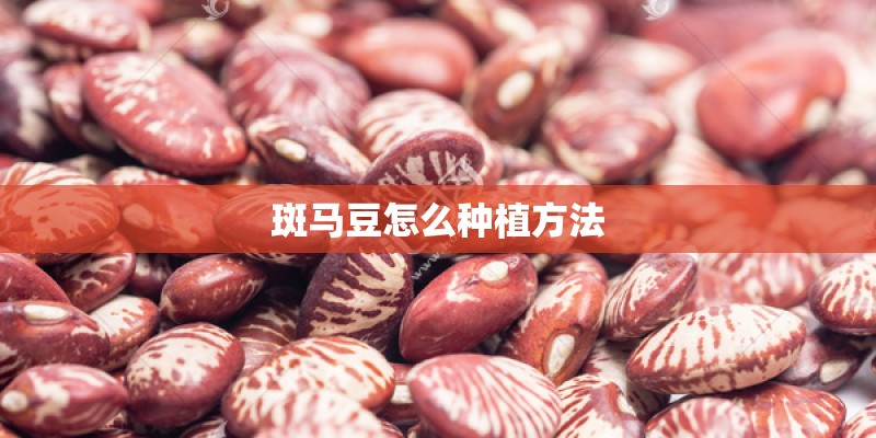 斑马豆怎么种植方法 斑马豆怎么种植方法