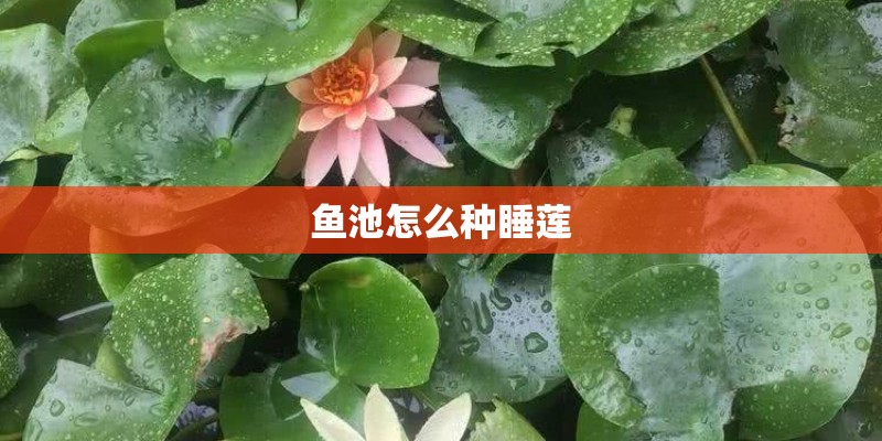 鱼池怎么种睡莲 鱼池怎么种睡莲