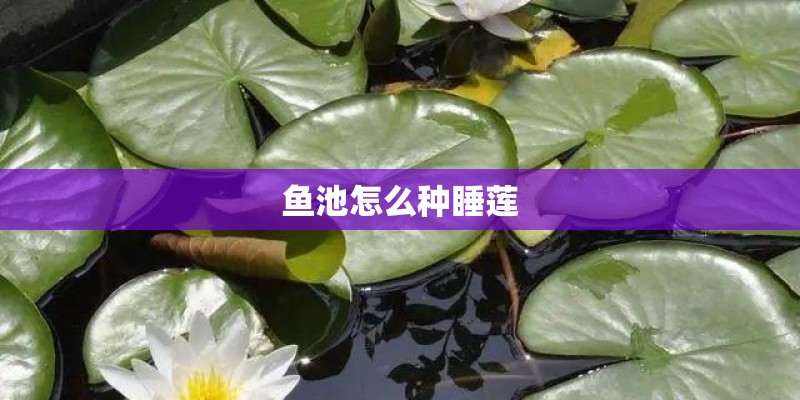 鱼池怎么种睡莲 鱼池怎么种睡莲