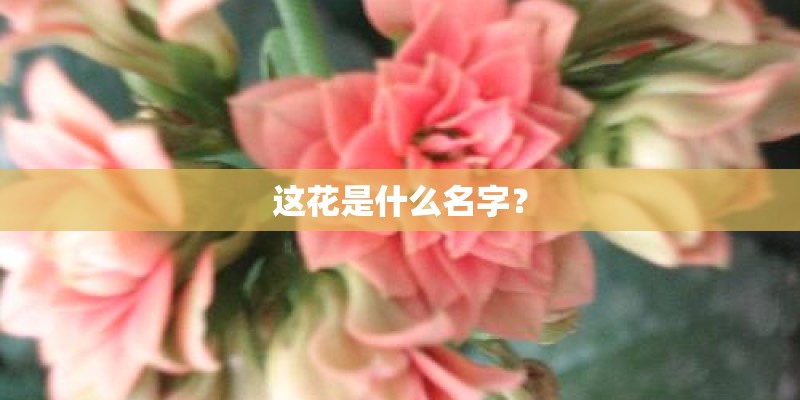 这花是什么名字？