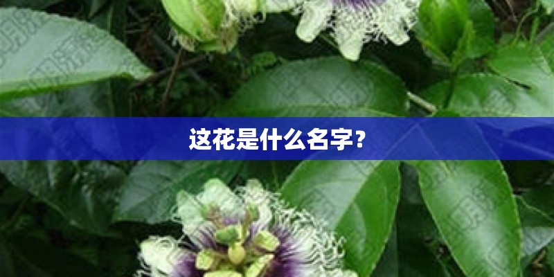 这花是什么名字？