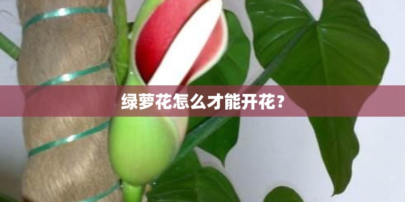 绿萝花怎么才能开花？