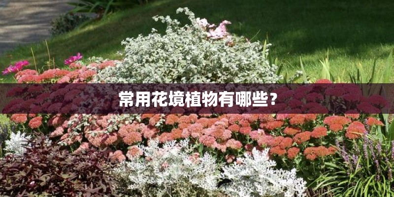 常用花境植物有哪些？