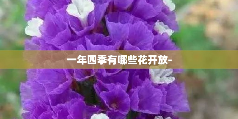 一年四季有哪些花开放- 一年四季有哪些花开放-