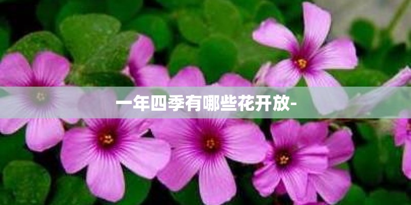 一年四季有哪些花开放- 一年四季有哪些花开放-