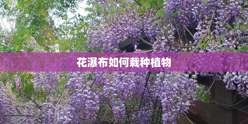 花瀑布如何栽种植物 花瀑布如何栽种植物