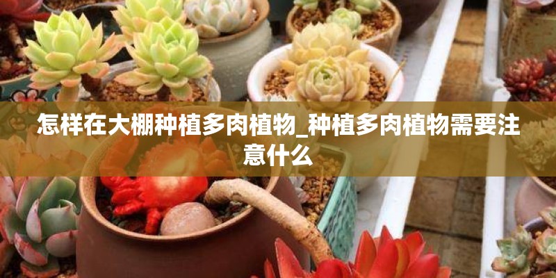 怎样在大棚种植多肉植物_种植多肉植物需要注意什么 怎样在大棚种植多肉植物_种植多肉植物需要注意什么