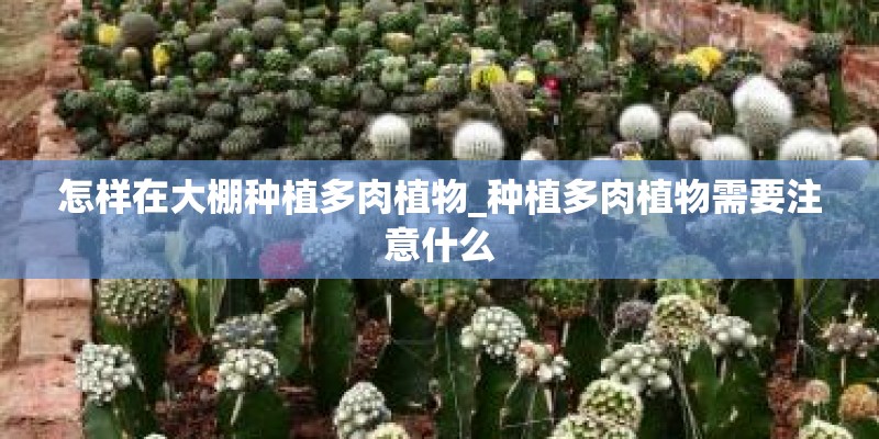 怎样在大棚种植多肉植物_种植多肉植物需要注意什么 怎样在大棚种植多肉植物_种植多肉植物需要注意什么