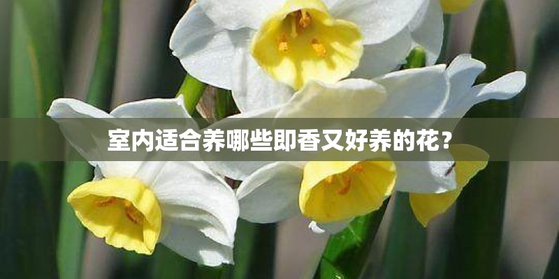 室内适合养哪些即香又好养的花？