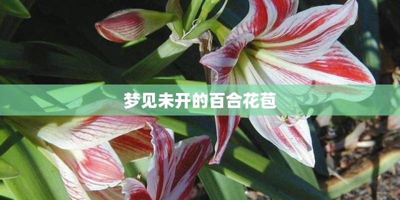 梦见未开的百合花苞