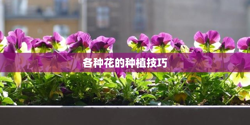 各种花的种植技巧