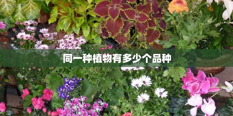 同一种植物有多少个品种