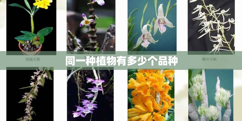 同一种植物有多少个品种 同一种植物有多少个品种