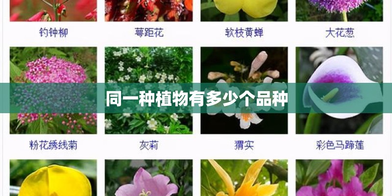 同一种植物有多少个品种 同一种植物有多少个品种