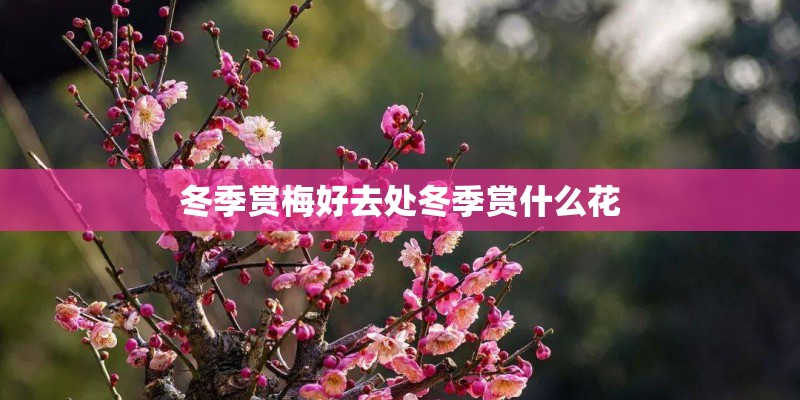 冬季赏梅好去处冬季赏什么花