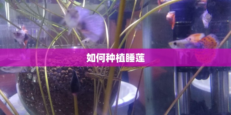 如何种植睡莲