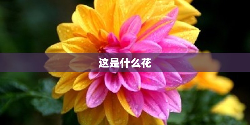 这是什么花