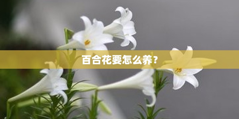 百合花要怎么养? 百合花要怎么养?