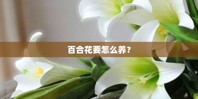 百合花要怎么养? 百合花要怎么养?