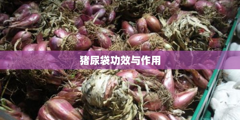 猪尿袋功效与作用