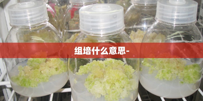 组培什么意思- 组培什么意思-
