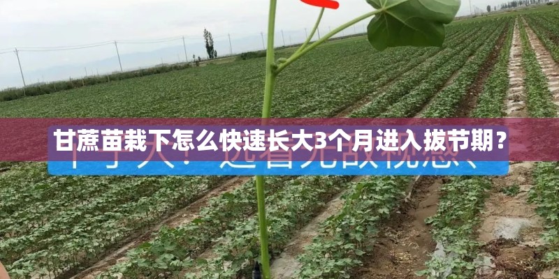 甘蔗苗栽下怎么快速长大3个月进入拔节期？