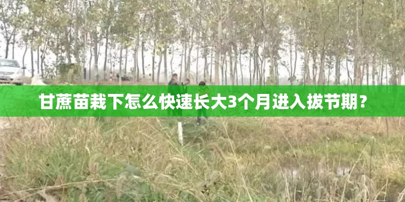甘蔗苗栽下怎么快速长大3个月进入拔节期？