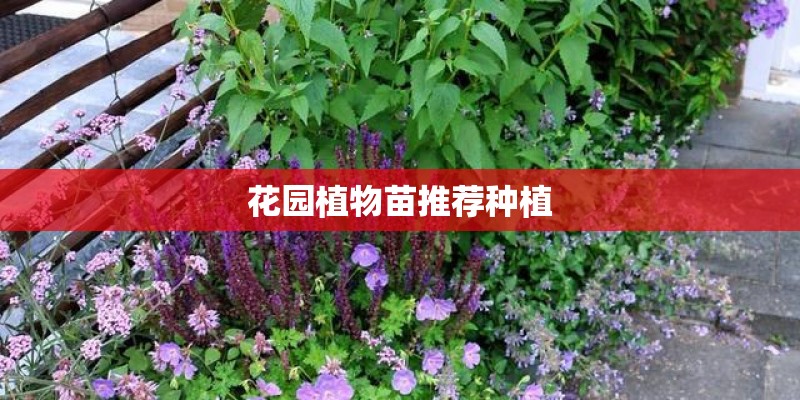 花园植物苗推荐种植 花园植物苗推荐种植