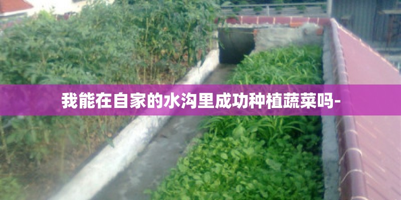 我能在自家的水沟里成功种植蔬菜吗-