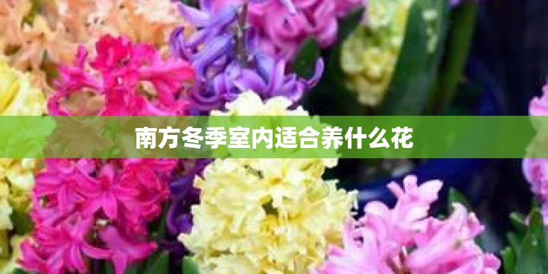南方冬季室内适合养什么花