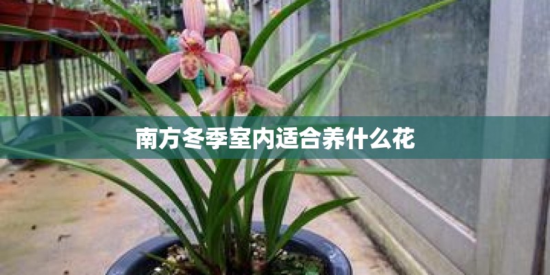 南方冬季室内适合养什么花 南方冬季室内适合养什么花