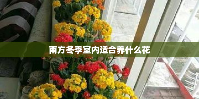 南方冬季室内适合养什么花 南方冬季室内适合养什么花