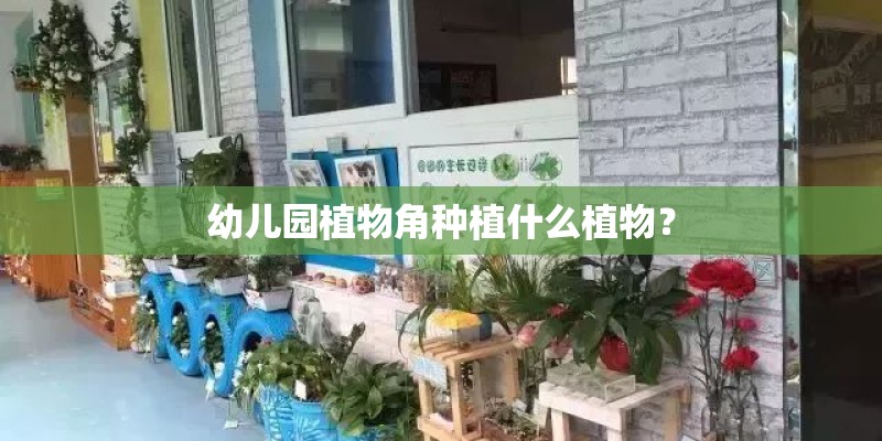 幼儿园植物角种植什么植物？