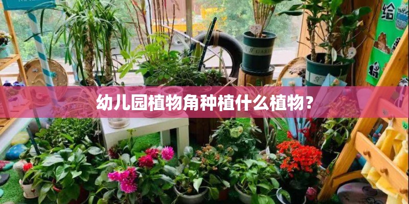 幼儿园植物角种植什么植物？