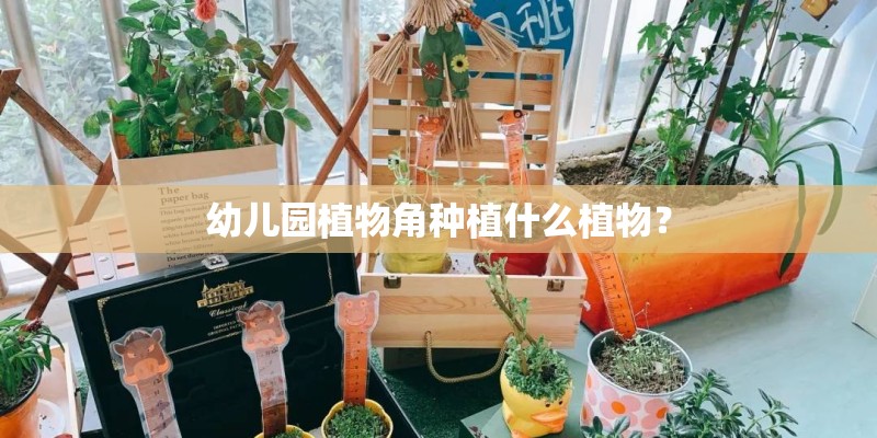 幼儿园植物角种植什么植物？
