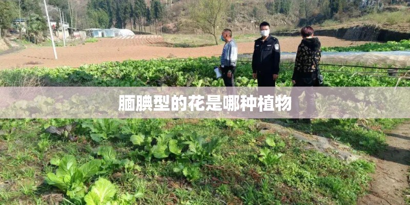 腼腆型的花是哪种植物 腼腆型的花是哪种植物