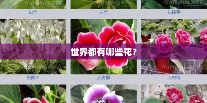 世界都有哪些花？