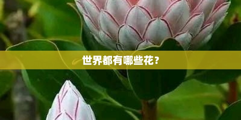 世界都有哪些花？