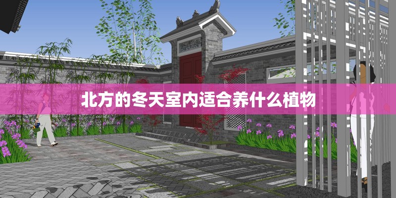北方的冬天室内适合养什么植物